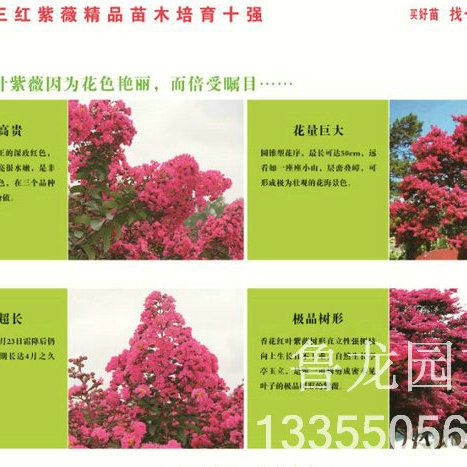 香花红叶宣传单页