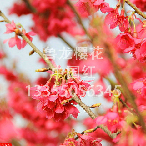 中国红樱花