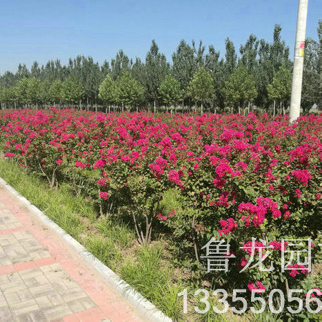 三红在河北任县应用