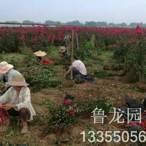 夏季出售