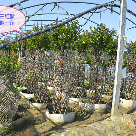 花柱