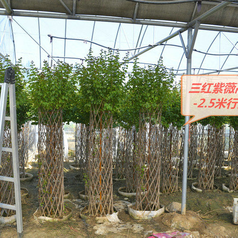 花柱