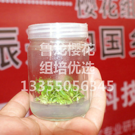 樱花组培