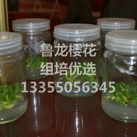 樱花组培