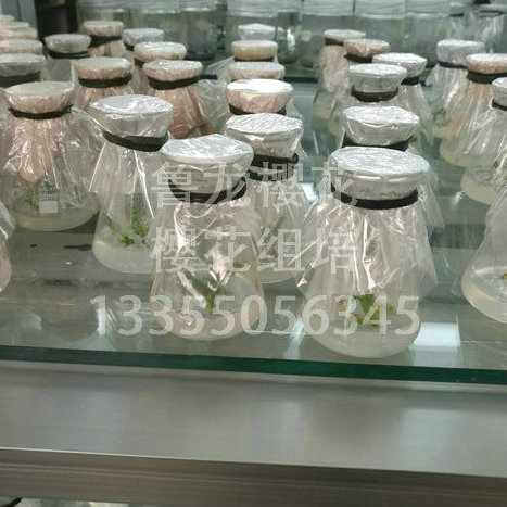 樱花组培