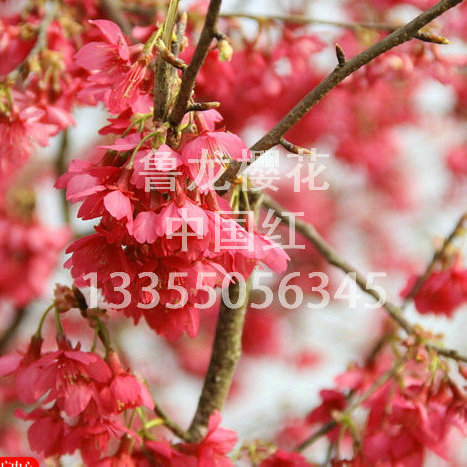 中国红樱花