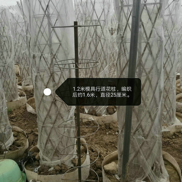 花柱