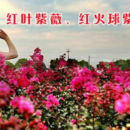 花柱