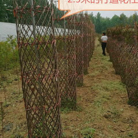 花柱