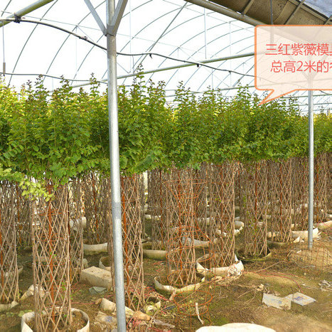 花柱