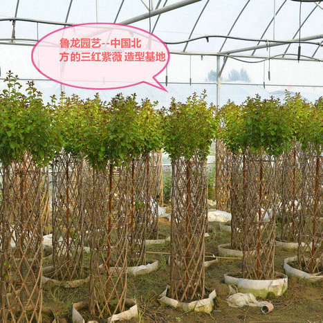 花柱