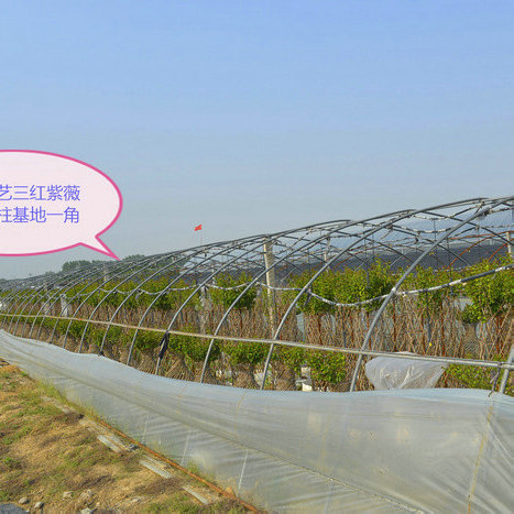 花柱