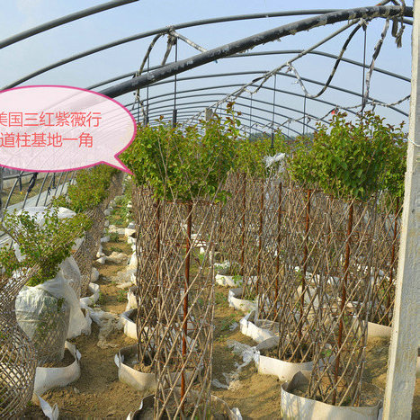 花柱