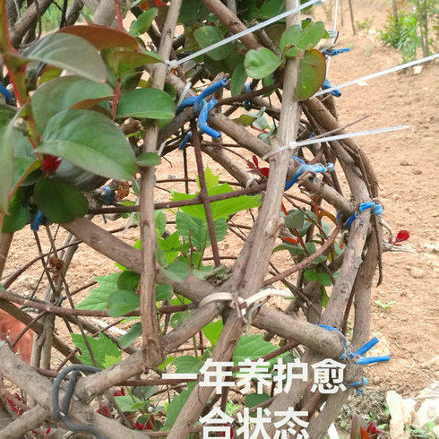 花瓶