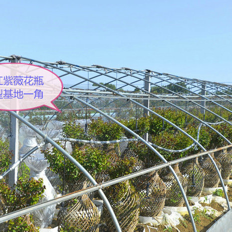 花瓶