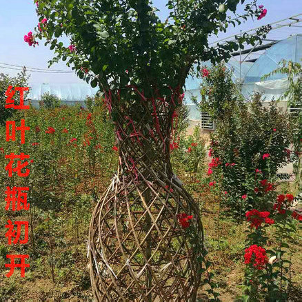花瓶